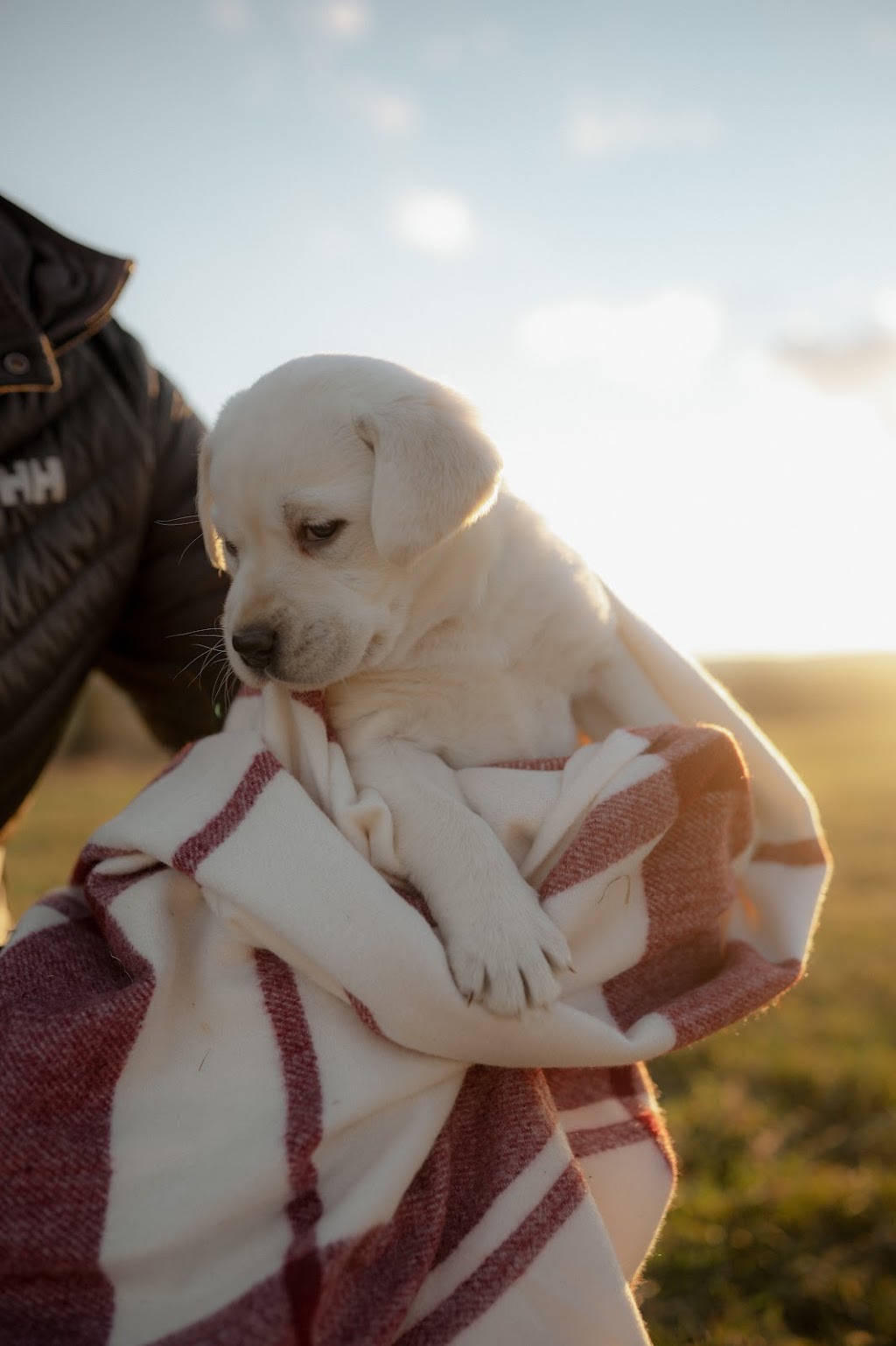 Riverbend Labrador Retrievers Ltd. | 2093 HWY 245, North Grant, NS B2G 2L1, Canada | Phone: (902) 318-4261