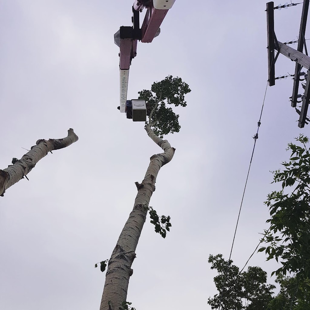 Vertical Limits Tree Care Services | 315 Barrett Dr, Red Deer, AB T4R 1J1, Canada | Phone: (403) 304-8421