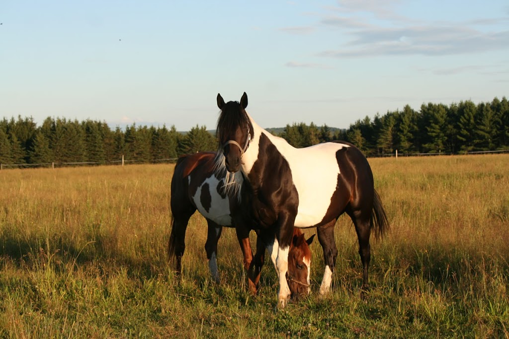 Les Écuries Centre Espérenza | 757 Chemin de Sand Hill, Ascot Corner, QC J0B 1A0, Canada | Phone: (819) 572-8282