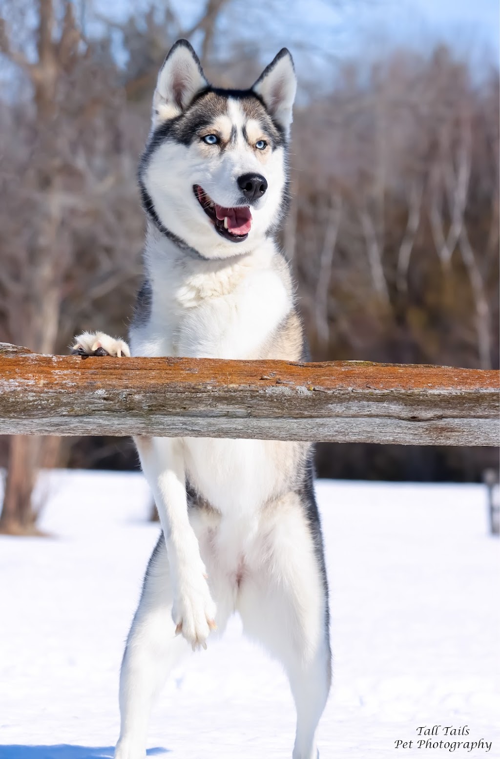 Tall Tails Pet Photography | 107 High St, Sutton, ON L0E 1R0, Canada | Phone: (905) 960-1907