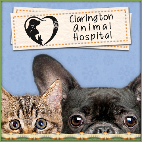 Clarington Animal Hospital | 2727 Courtice Rd, Courtice, ON L1E 3A2, Canada | Phone: (905) 404-2030