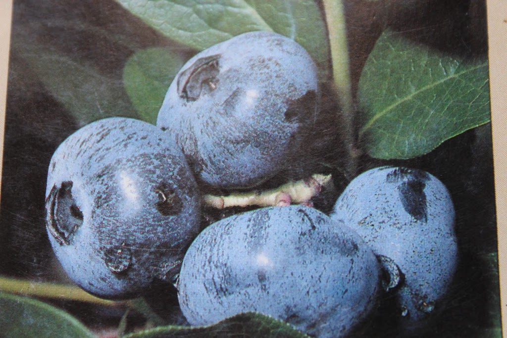 Dans Blueberry Farm | 301 Chemin Victoria, Cookshire-Eaton, QC J0B 1M0, Canada | Phone: (819) 872-3877