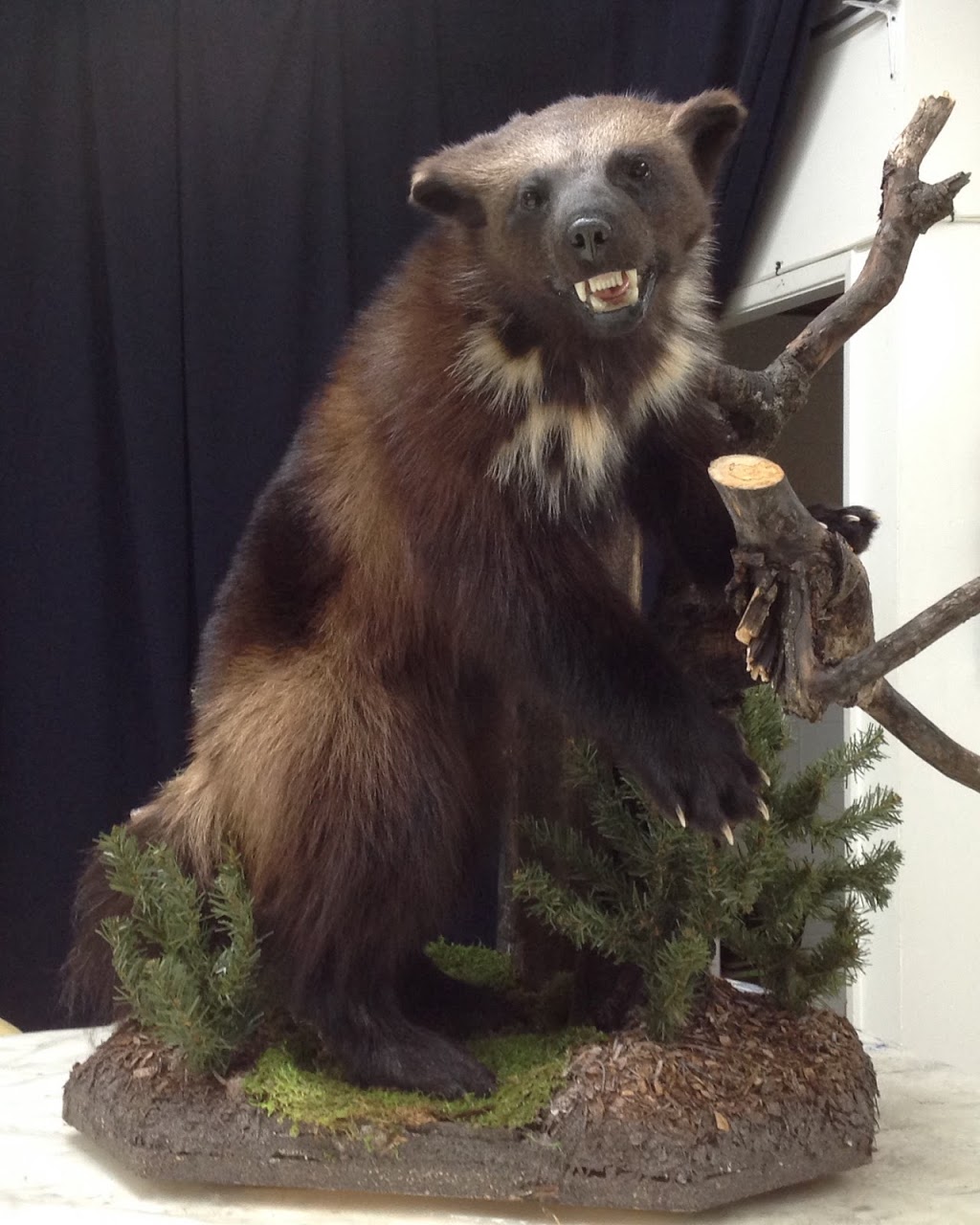 Free Spirit Taxidermy | 5112 50 St, Ponoka, AB T4J 1S3, Canada | Phone: (403) 934-8140