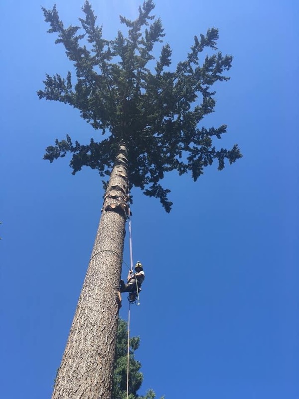 Thomson Tree Service | 35 Nanaimo River Rd, Nanaimo, BC V9X 1S5, Canada | Phone: (250) 701-2507