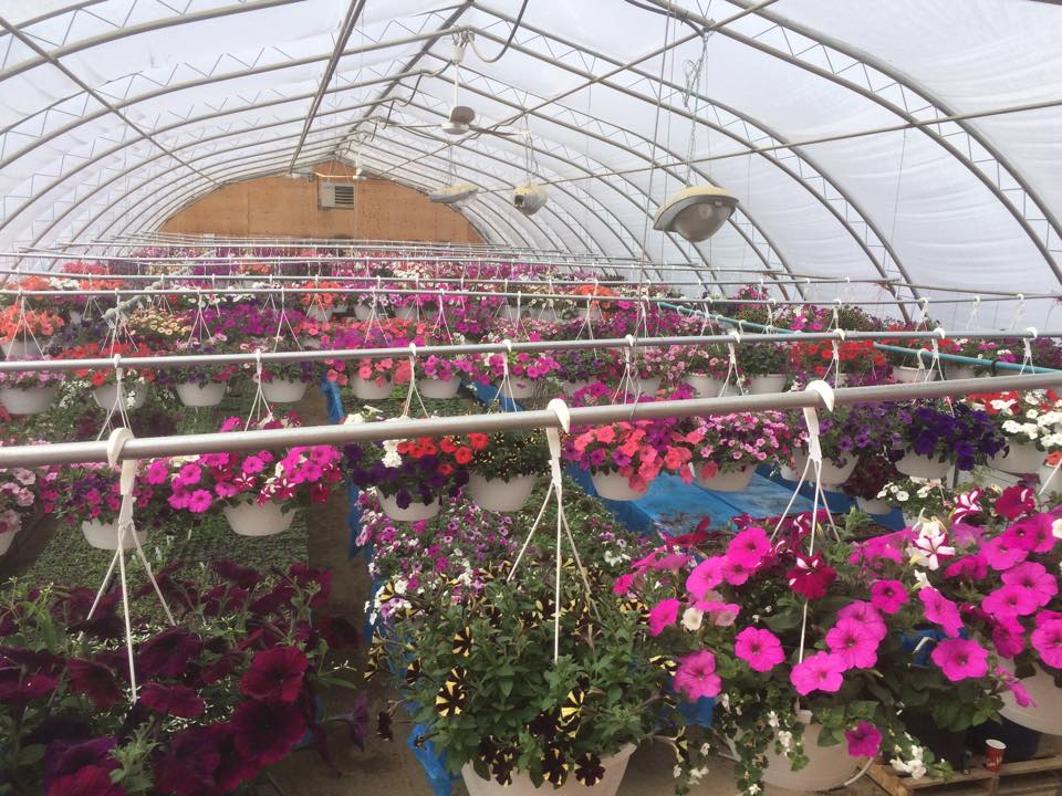 Pea Patch Gardens and Greenhouse | 272159 338th Ave S, Calgary, AB T0L 0J0, Canada | Phone: (403) 370-5533