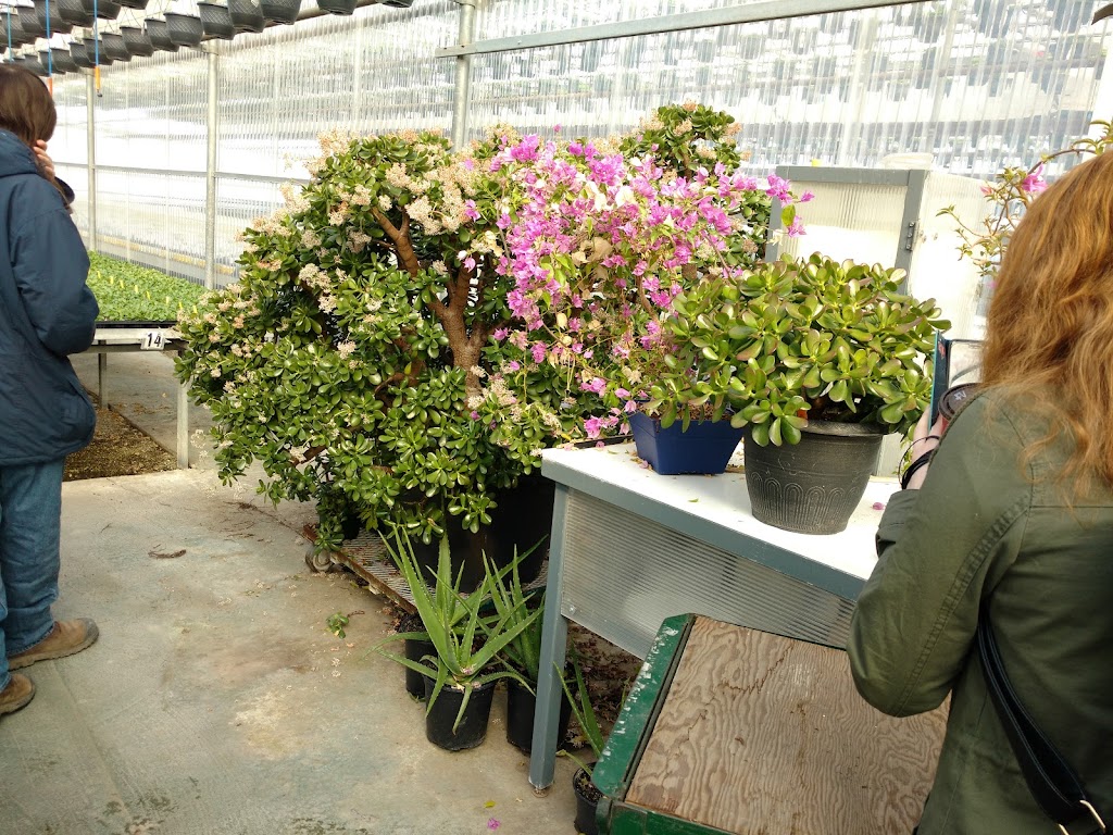 Jefferys Greenhouses Inc | 1036 Lakeshore Rd W, St. Catharines, ON L2R 6P9, Canada | Phone: (905) 934-0514