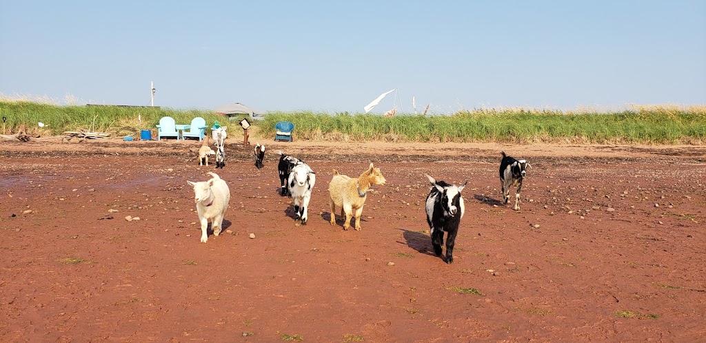 Beach Goats | 10143 PE-11, St Chrysostome, PE C0B 1Y0, Canada | Phone: (902) 315-1897