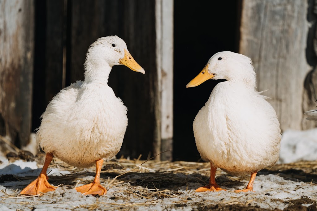 PROMISED LAND ANIMAL SANCTUARY | 1969 Burnbrae Rd E, Campbellford, ON K0L 1L0, Canada | Phone: (705) 977-6897