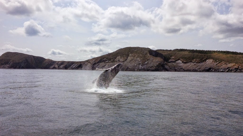 Molly Bawn Whale-Puffin Tours | Gus OReillys Road, Mobile, NL A0A 3A0, Canada | Phone: (709) 334-2621