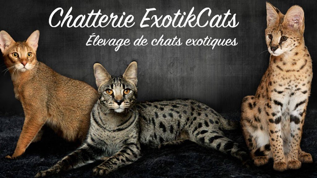 Chatterie ExotikCats | 1062 8e Rang, Saint-Nérée, QC G0R 3V0, Canada | Phone: (581) 991-8511