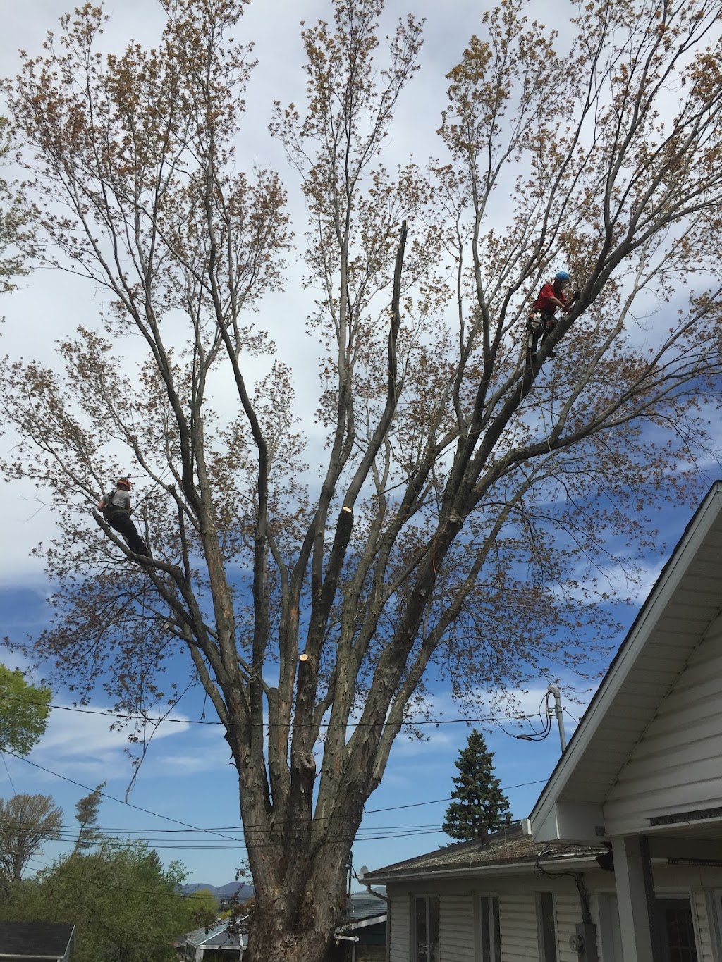 Gestion Arboriculture | 1934 Av. Lapierre, Québec, QC G3E 1L6, Canada | Phone: (581) 997-5958