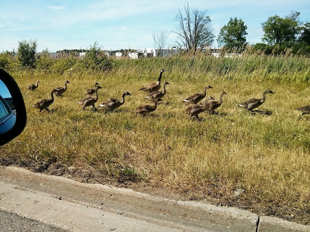 Laurentian Wetlands | 20 David Bergey Dr, Kitchener, ON N2E 4H7, Canada