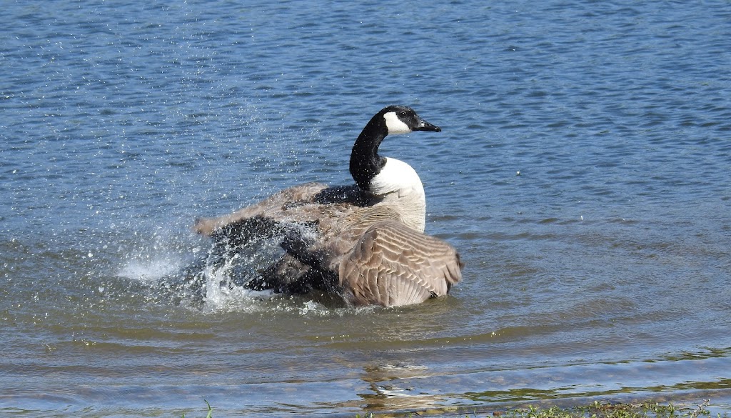 Beaumont fish pond | Fish pond, Beaumont, AB T4X 1P7, Canada | Phone: (403) 392-1185