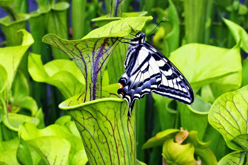 Hawaiian Botanicals & Water Gardens | 6011 Number 7 Rd, Richmond, BC V6W 1E8, Canada | Phone: (604) 270-7712