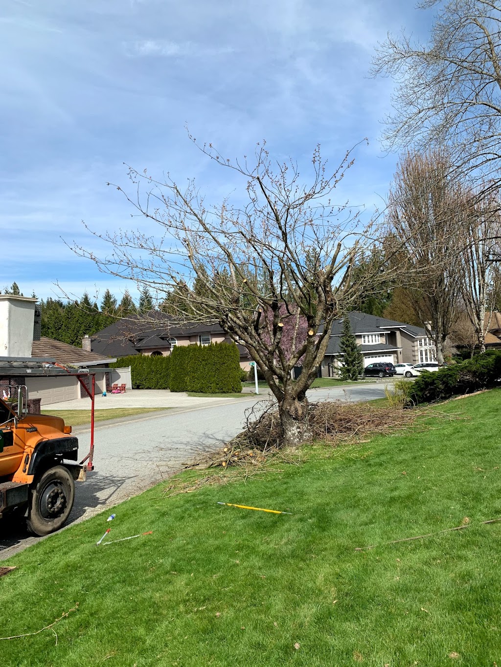 Country Tree Service | 18814 8 Ave, Surrey, BC V3S 9R9, Canada | Phone: (604) 535-1201