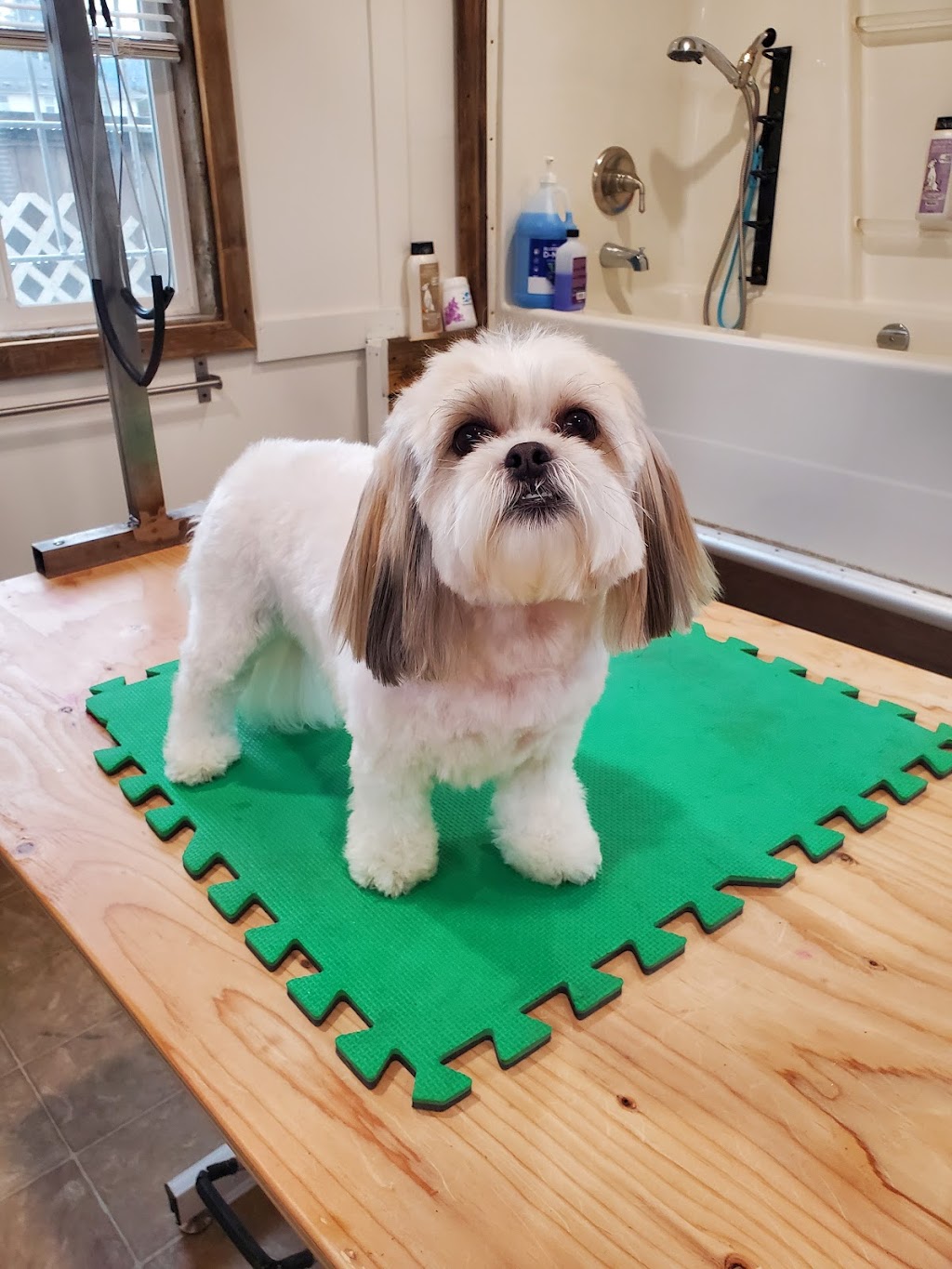 She Shed Dog Grooming | 9758 George St, Chilliwack, BC V2P 4K7, Canada | Phone: (780) 278-3310