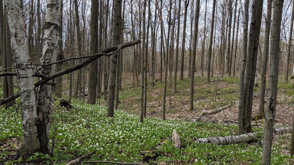 Oak Ridges Corridor, Conservation Reserve | Unnamed Road, Richmond Hill, ON L4E 5A2, Canada