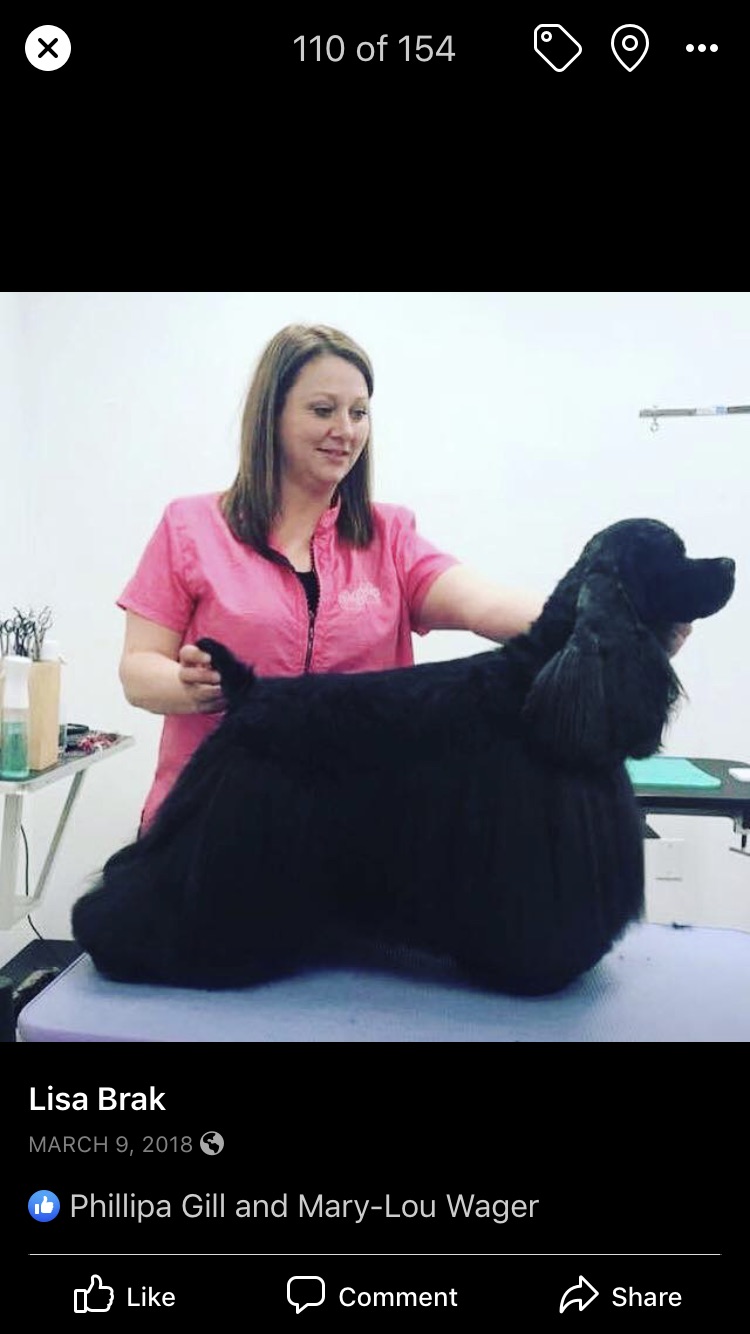 Couture Dogs Grooming | 158 Leach Rd, Roseneath, ON K0K 2X0, Canada | Phone: (905) 352-3335