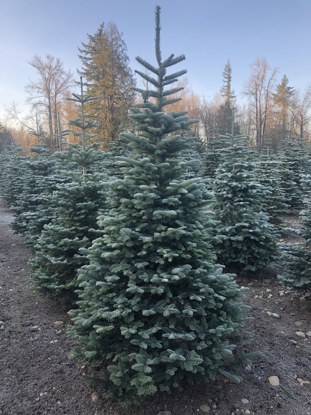 Churchland Christmas Tree Farm | 4726 248 St, Aldergrove, BC V4W 1B6, Canada | Phone: (604) 996-1046