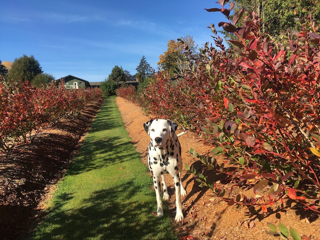 Steller Blueberries | 6337 Oldfield Rd, Saanichton, BC V8M 1X8, Canada | Phone: (778) 426-0280