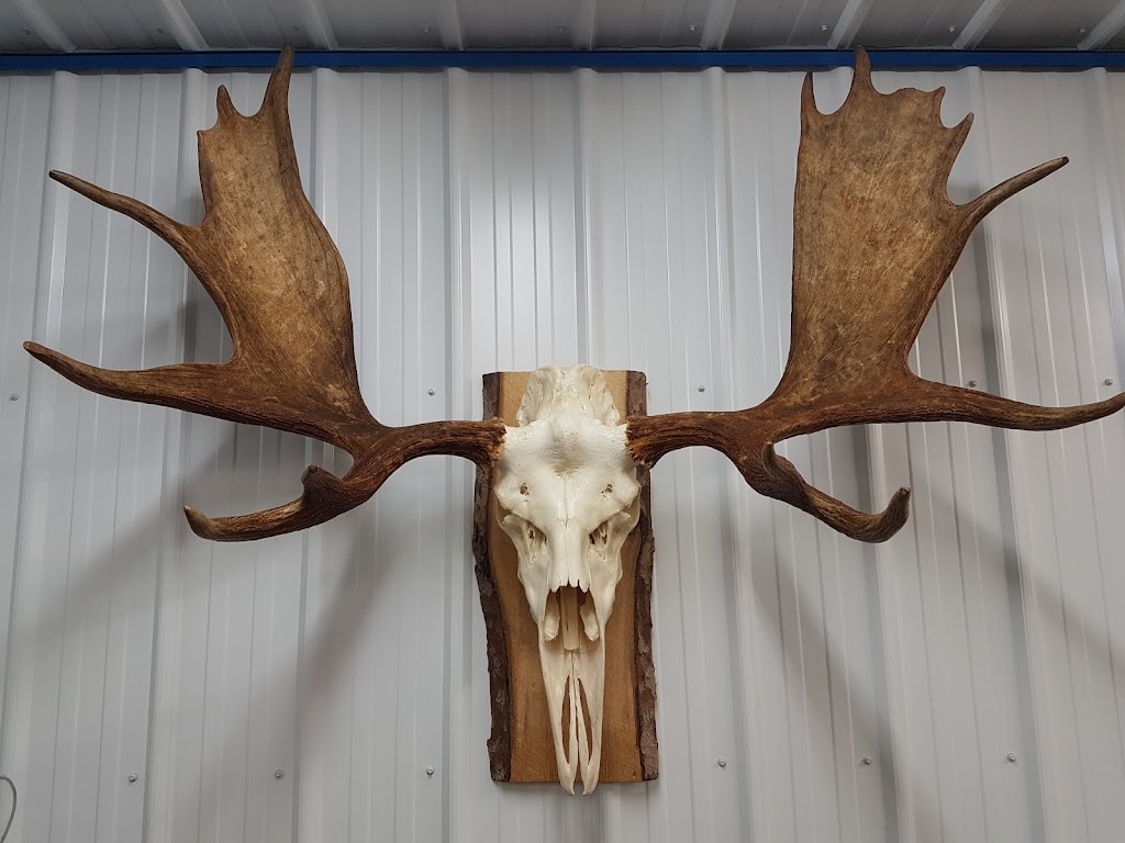 Forest City Taxidermy | 245 Hamilton Crescent, Dorchester, ON N0L 1G4, Canada | Phone: (519) 520-3024