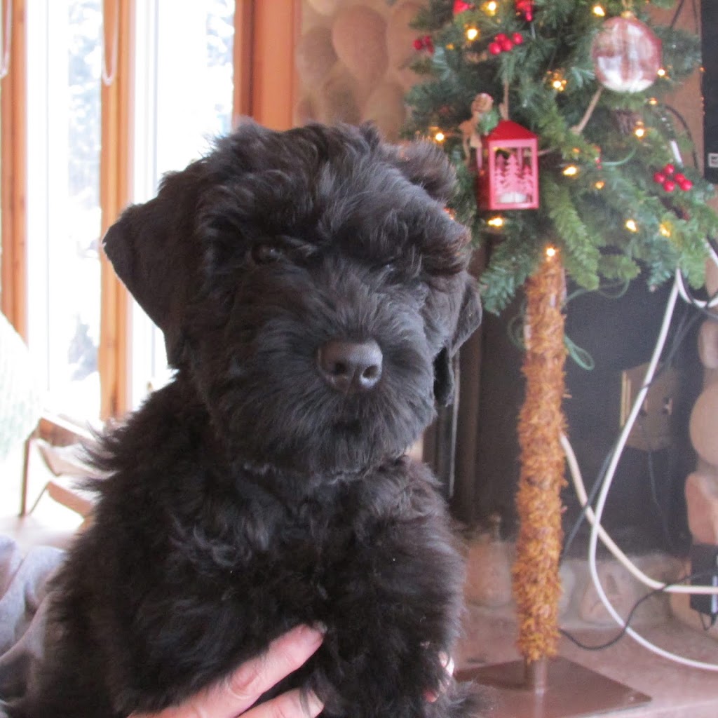 Black Russian Terrier Kennel | Ontario | Iz Teremka BRT Kennel | 5695 2, Odessa, ON K0H 2H0, Canada | Phone: (613) 531-6207