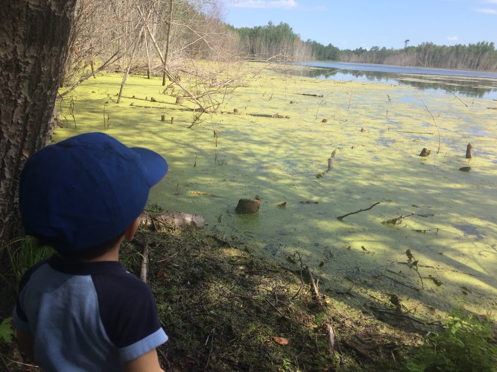 Beaver Pond Trailhead # 7 | Improvement District No. 13, AB T8L 4B6, Canada | Phone: (780) 922-5790