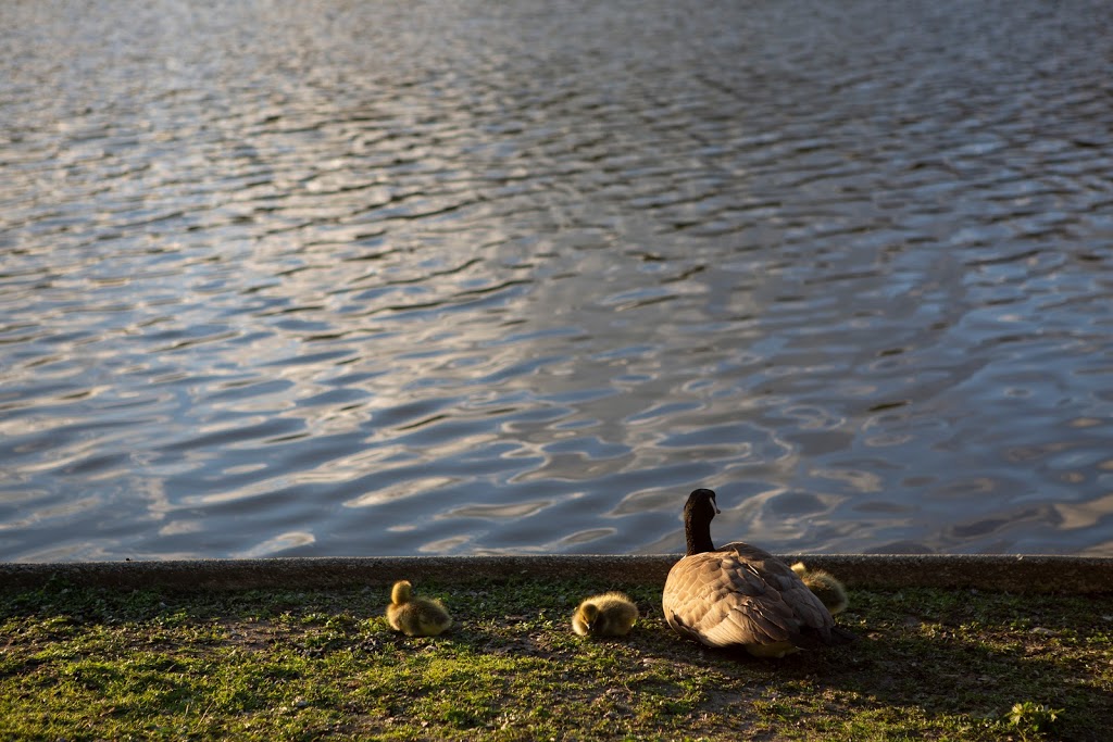 Lost Lagoon, Stanley Park | Lost Lagoon Path, Vancouver, BC V6G, Canada | Phone: (604) 873-7000