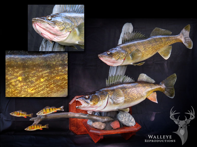 Chris Rawn Taxidermy & Wildlife Arts | 3319 Flos Rd 3 W, Stayner, ON L0M 1S0, Canada | Phone: (705) 719-8732