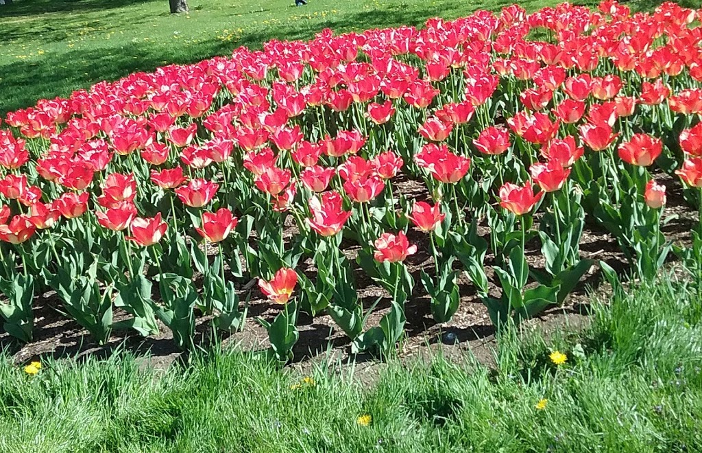 MacDonald Park | Kingston, ON, Canada