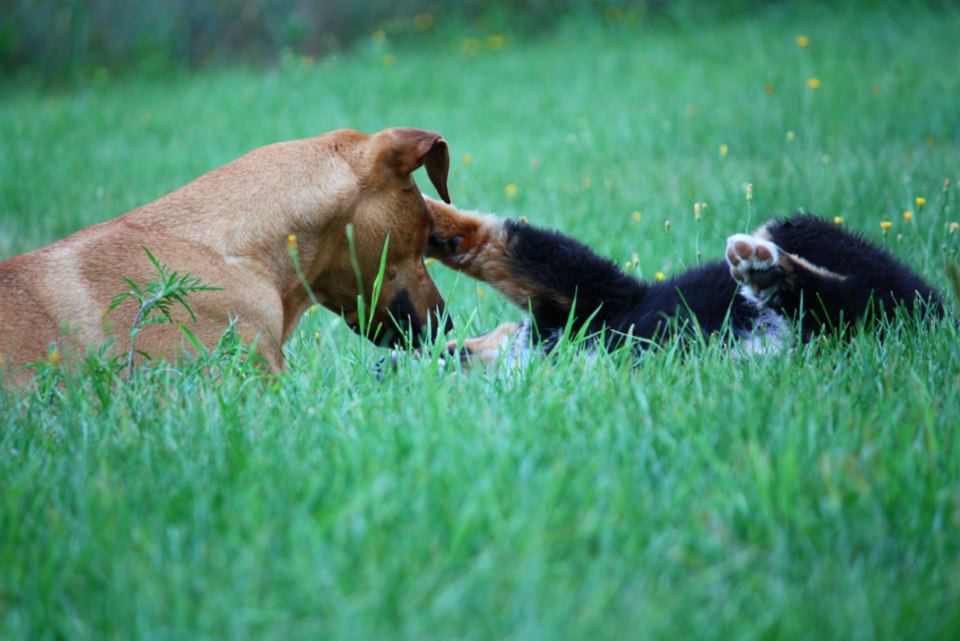 Centre Canin LeGardeur | 455 Chemin de la Presquîle, Repentigny, QC J5Z 4C7, Canada | Phone: (450) 470-1499