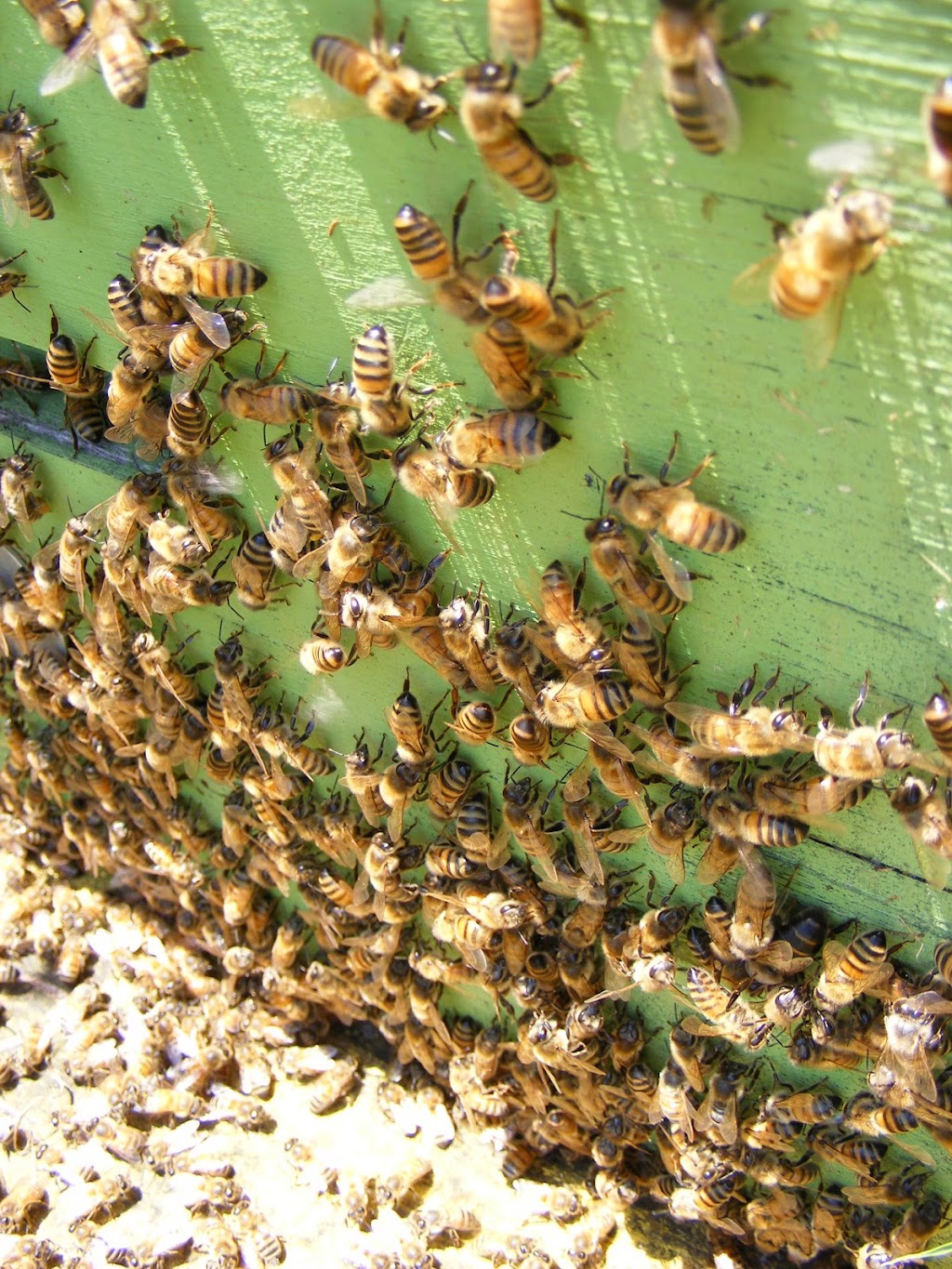 Ontario Beekeepers Association | West Door C, 5420 Hwy 6 Suite 185, Guelph, ON N1H 6J2, Canada | Phone: (905) 636-0661