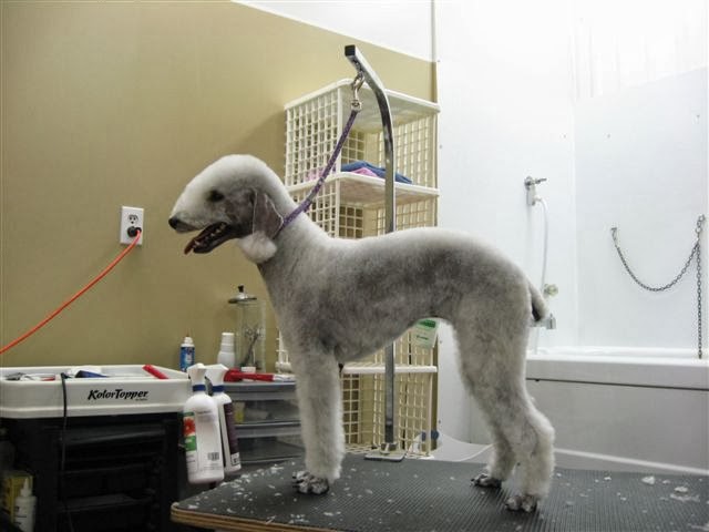 Pet Grooming By Carole | 3181 Sydenham Rd, Elginburg, ON K0H 1M0, Canada | Phone: (613) 532-7335