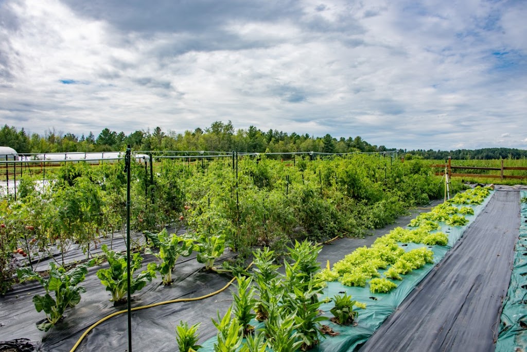 La ferme au grand saule | 450 Rue Saint-Patrice, Saint-Patrice-De-Sherrington, QC J0L 2N0, Canada | Phone: (514) 895-9288