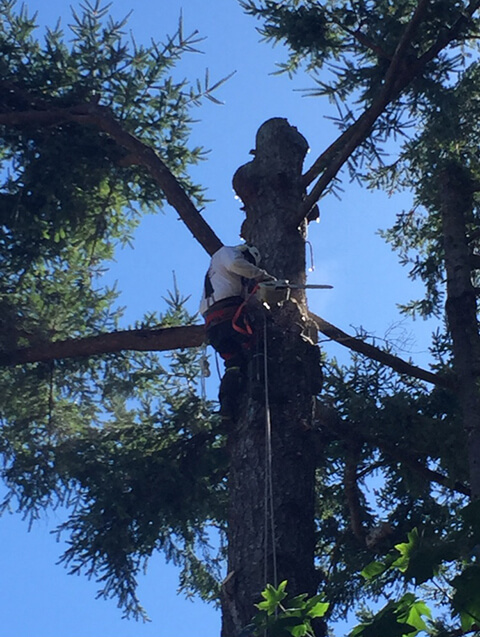 Vertical Tree Care | 632 Jadel Dr, Victoria, BC V9C 2L2, Canada | Phone: (250) 888-8790