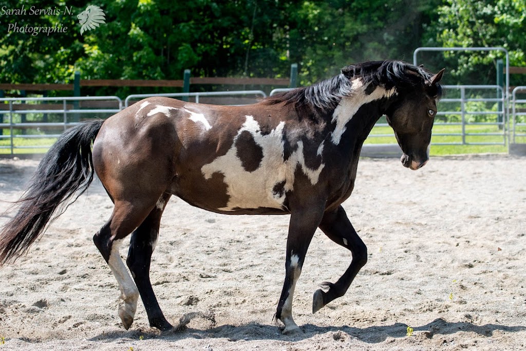 Équi-Canin | 11840 Chem. de la Rivière du N, Mirabel, QC J7N 1H8, Canada | Phone: (450) 275-1772