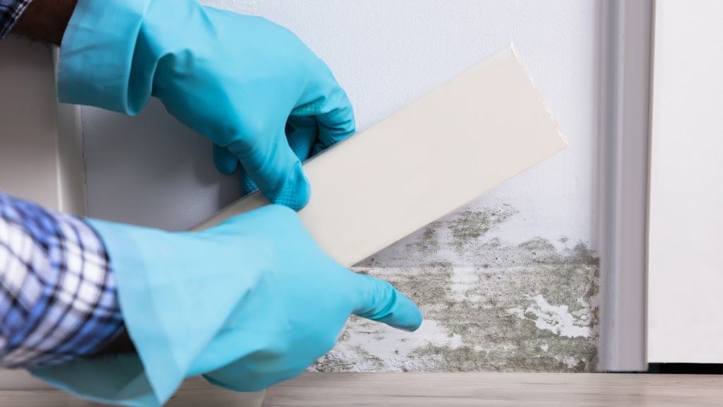 Absolute Mold Remediation Ltd. | 28 Thornhill Avenue, Toronto, Ontario, M6S 4C5, Canada | Phone: (800) 578-1291