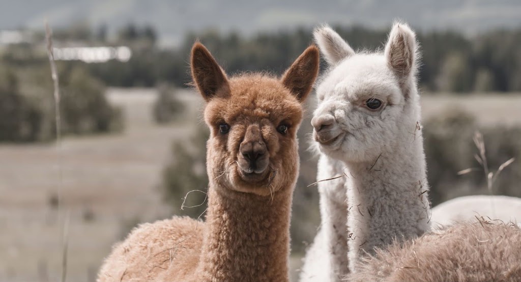 Prairie Spirit Alpacas | Site 12 RR1, Millarville, AB T0L 1K0, Canada | Phone: (780) 729-0395