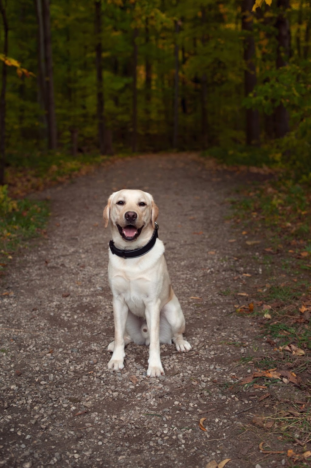 Gloryland Labradors | Kawartha Lakes, Kirkfield, ON K0M 2B0, Canada | Phone: (519) 217-4510