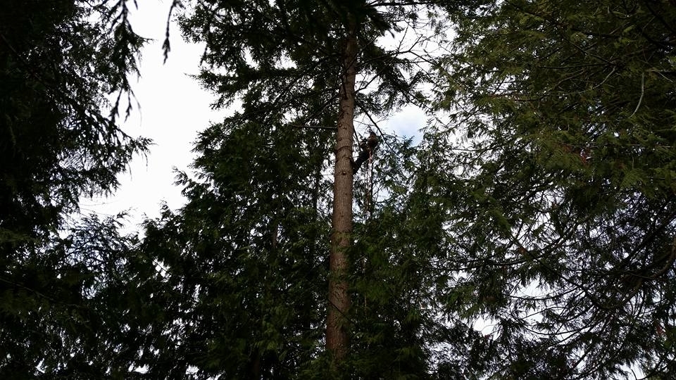 Errington Tree Service | 1255 Englishman River Rd, Errington, BC V0R 1V0, Canada | Phone: (250) 668-7044