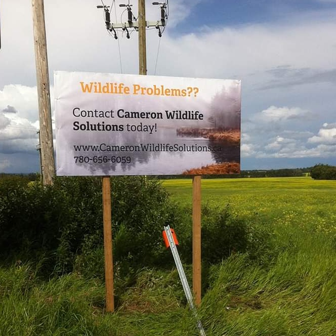 Cameron Wildlife Solutions | Box 902, Smoky Lake County, AB T0A 3C0, Canada | Phone: (780) 656-6059