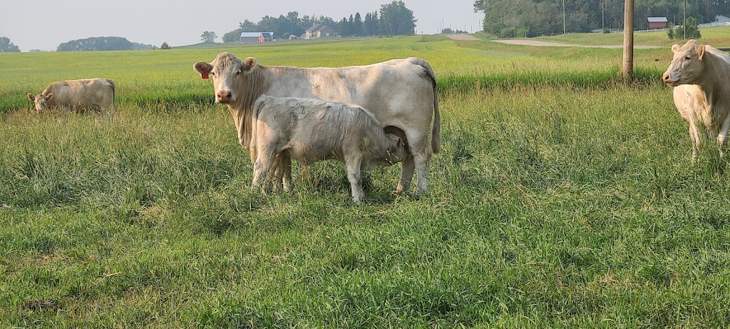 HEJ Charolais | 35137 Rge Rd 283, Red Deer County, AB T4G 0M6, Canada | Phone: (403) 227-2824