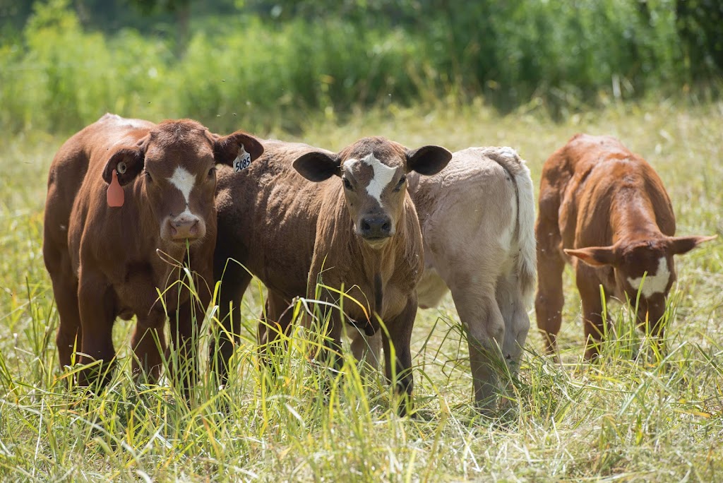 Ferme Le Bel | 201 Chem. Irwin, Alcove, QC J0X 1A0, Canada | Phone: (873) 353-2259