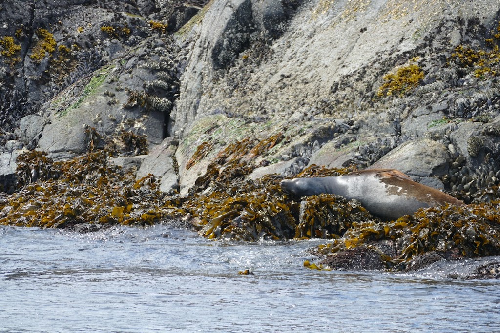 Vancouver Island Whale Watch | 90 Front St #5, Nanaimo, BC V9R 5H7, Canada | Phone: (250) 667-5177