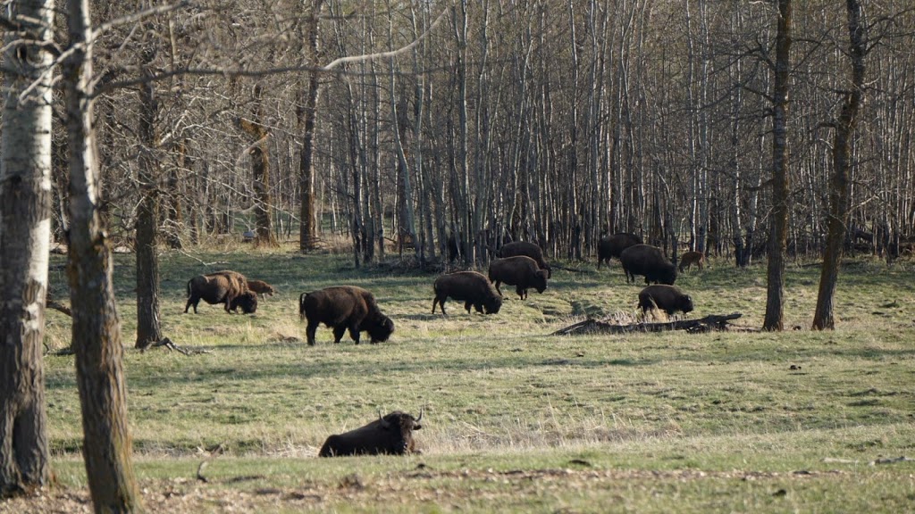 Bison loop road | Unnamed Road, Ardrossan, AB T8G 2A6, Canada