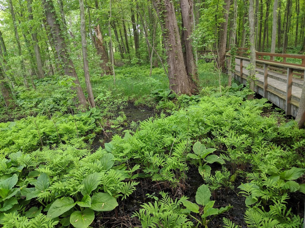 Great Baehre Swamp Wildlife Management Area | Buffalo, NY 14221, USA