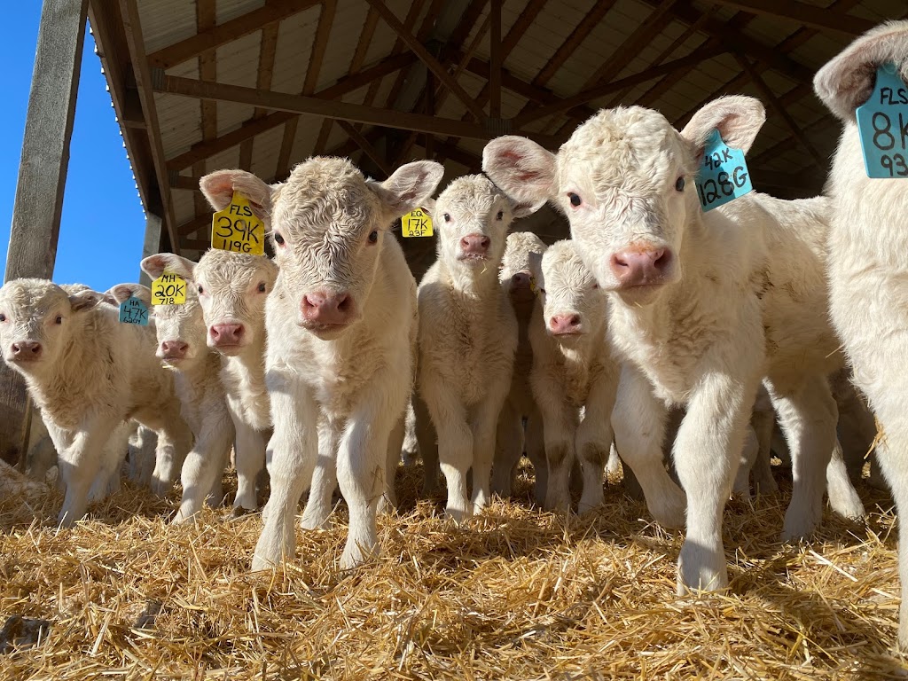 C2 Charolais | Box 237, La Rivière, MB R0G 1A0, Canada | Phone: (204) 242-4448