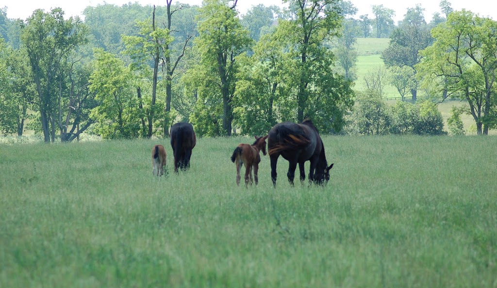 Chinook Arch Farm | 280092 Range Rd 42, AB T4C 1A1, Canada | Phone: (403) 464-5088