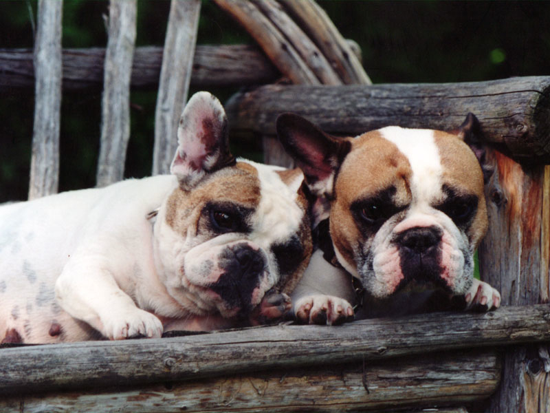 Bullmarket - French Bulldog Breeders Since 1989 | Durham, ON N0G 1R0, Canada | Phone: (519) 369-4410