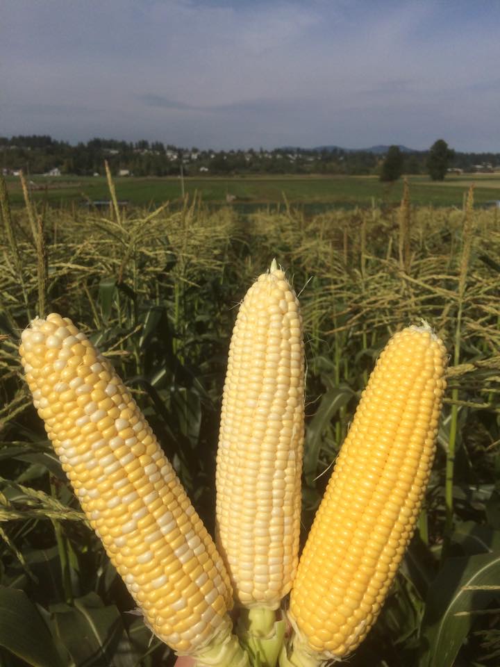 Silver Rill Corn | 7117 Central Saanich Rd, Saanichton, BC V8M 1Y3, Canada | Phone: (250) 652-3854